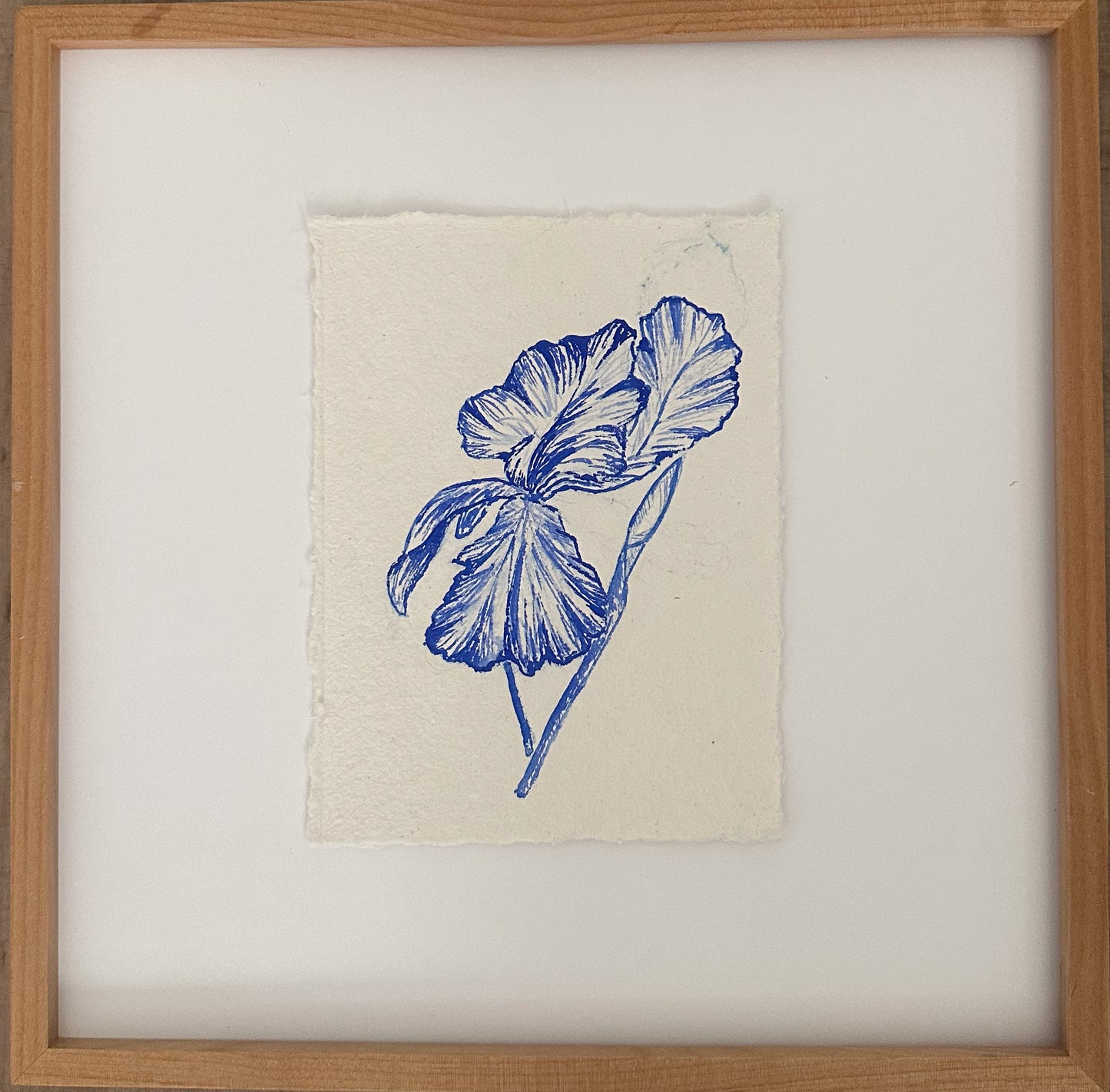 Iris 1