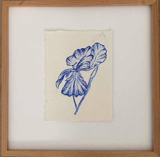 Iris 1