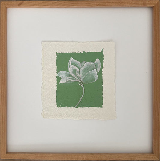 Magnolia 6