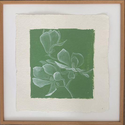 Magnolia study no.1